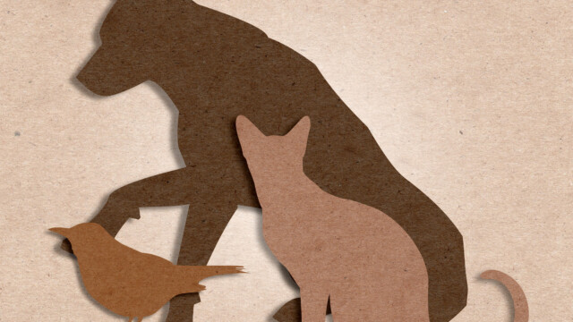 Pets - Companion Animals - Dog - Cat - Bird